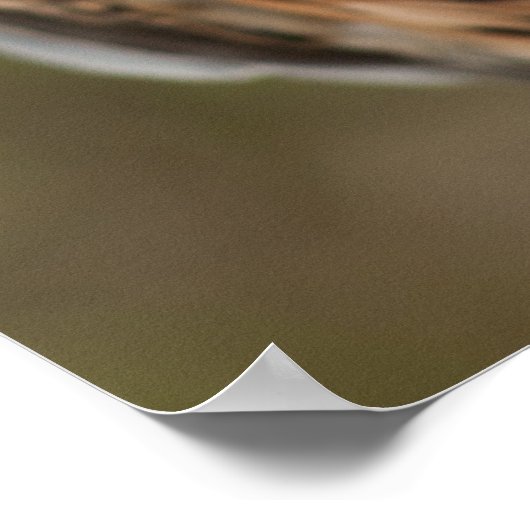 Lanner Falcon Poster (Hoek)