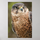Lanner Falcon Poster (Voorkant)