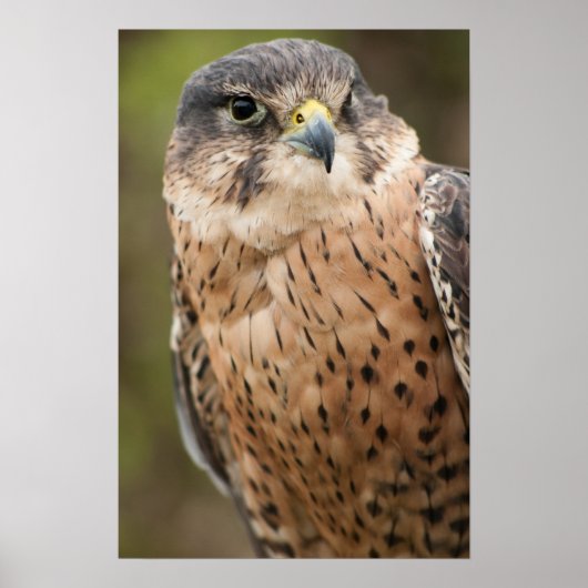 Lanner Falcon Poster (Voorkant)