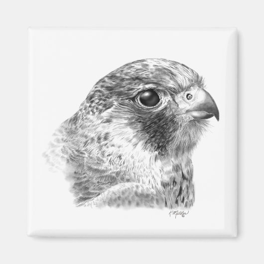 Lanner Falcon Tekening Magneet (Voorkant)