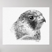 Lanner Falcon Tekening Poster (Voorkant)