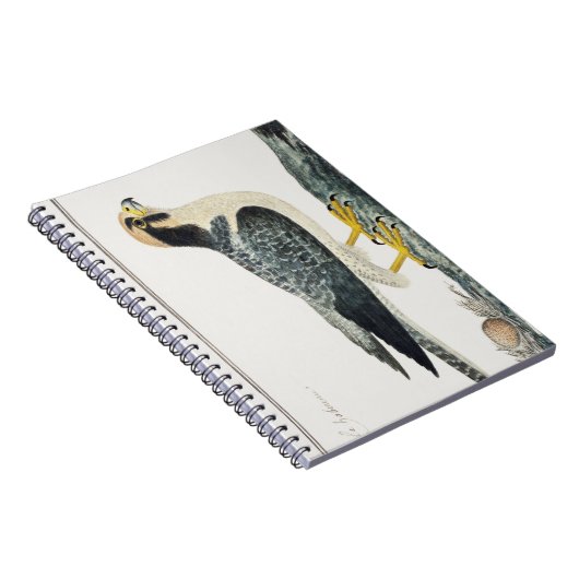 Lannervalk | Hawk | Illustratie vogels Notitieboek (Rechterzijde)