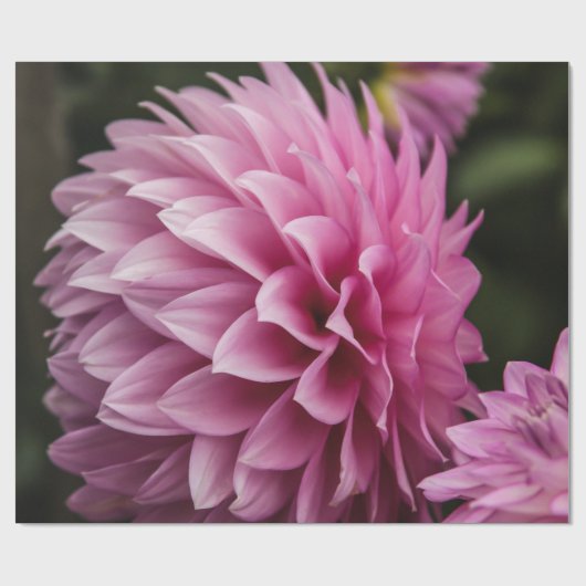 lantaarnbloem cadeaupapier (Vlak)