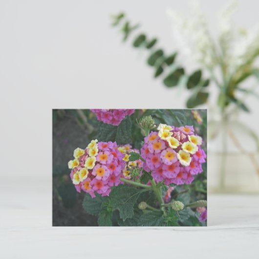 Lantana 1 briefkaart (Staand voorkant)