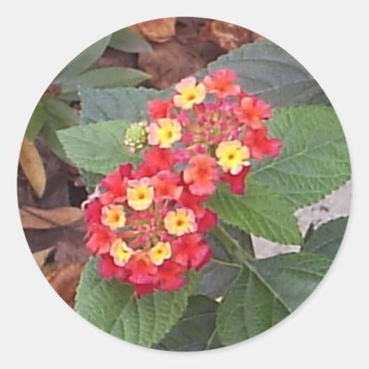 Lantana Blooms Sticker (Voorkant)