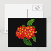 Lantana Briefkaart (Voorkant / Achterkant)