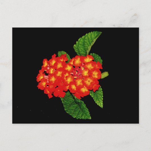 Lantana Briefkaart (Voorkant)