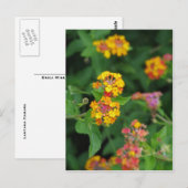 Lantana Camara Flowers Briefkaart (Voorkant / Achterkant)