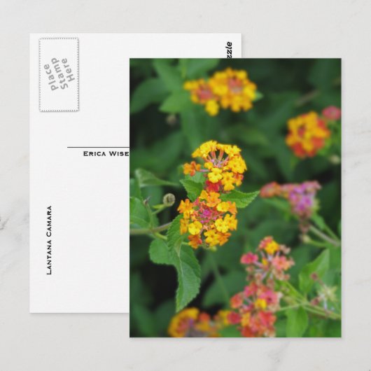 Lantana Camara Flowers Briefkaart (Voorkant / Achterkant)