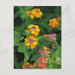 Lantana Camara Flowers Briefkaart