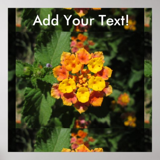 Lantana Desert Flower Poster (Voorkant)