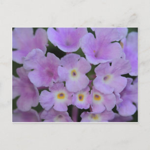 Lantana Flower Briefkaart