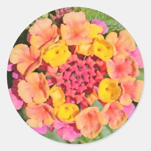 Lantana Flower Ronde Sticker (Voorkant)