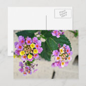 Lantana Flowers Post Card Briefkaart (Voorkant / Achterkant)