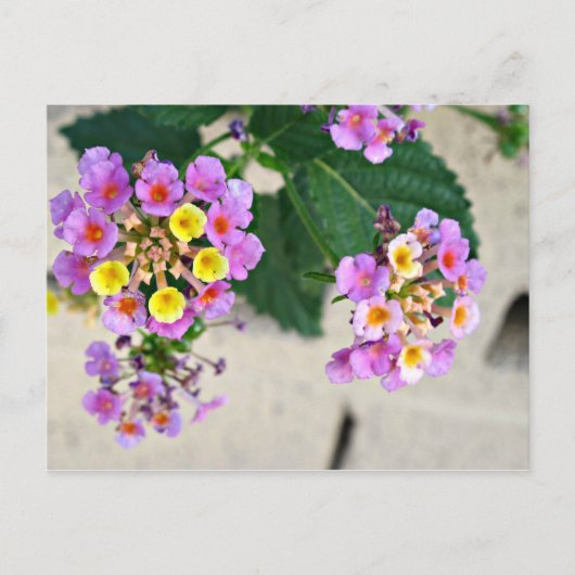 Lantana Flowers Post Card Briefkaart (Voorkant)