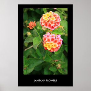 Lantana Flowers Poster, afdrukken Poster
