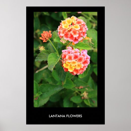 Lantana Flowers Poster, afdrukken Poster (Voorkant)