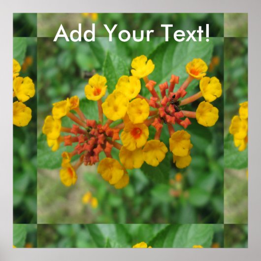 Lantana Garden Flower Yellow Poster (Voorkant)