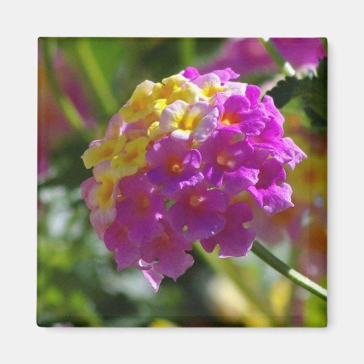 Lantana Magneet (Voorkant)