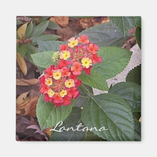 Lantana Magnet