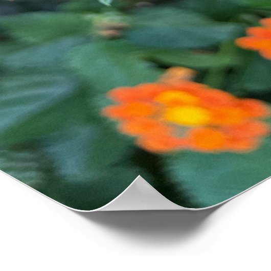Lantana Poster (Hoek)
