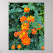 Lantana Poster (Voorkant)