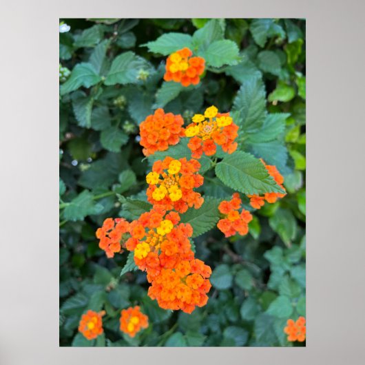 Lantana Poster (Voorkant)
