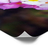 Lantana Poster (Hoek)