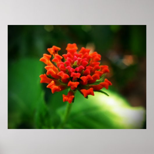 Lantana Poster (Voorkant)