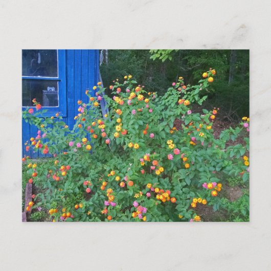 Lantana Struik Briefkaart (Voorkant)