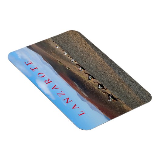 Lanzarote kamelen uitzicht koelkastmagneet magneet (Rechterzijde)