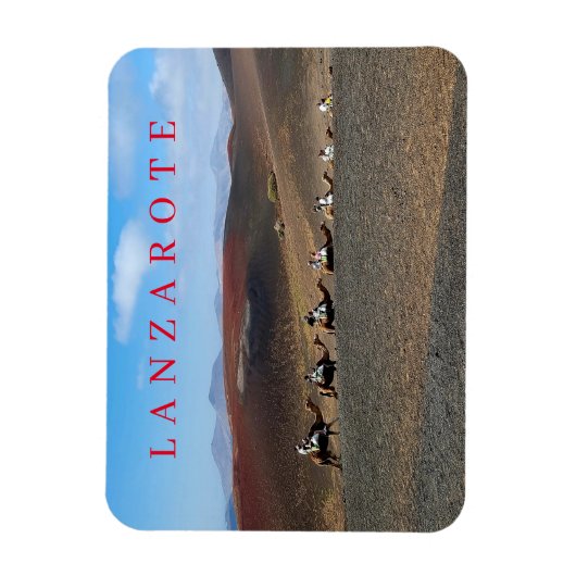 Lanzarote kamelen uitzicht koelkastmagneet magneet (Verticaal)