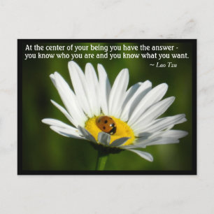 Lao Tzu Quote Ladybird Daisy Inspiration Briefkaart