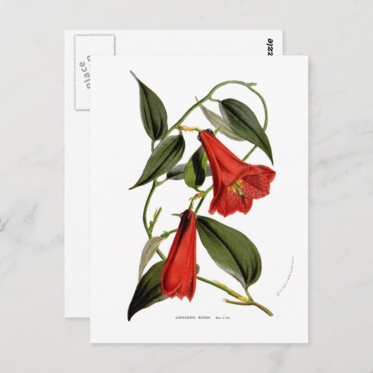 Lapageria rosea briefkaart (Voorkant / Achterkant)