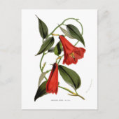 Lapageria rosea briefkaart (Voorkant)