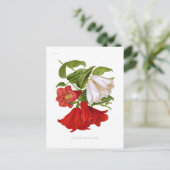 Lapageria rosea (Chileense bloem) Briefkaart (Staand voorkant)