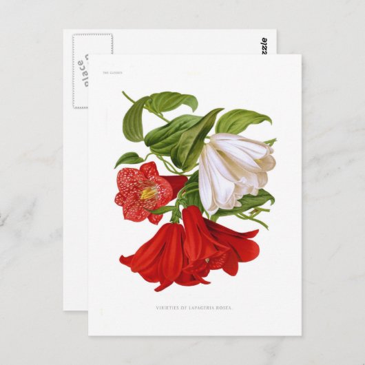 Lapageria rosea (Chileense bloem) Briefkaart (Voorkant / Achterkant)