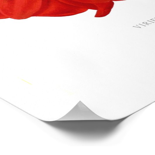 Lapageria rosea (Chileense bloem) Poster (Hoek)