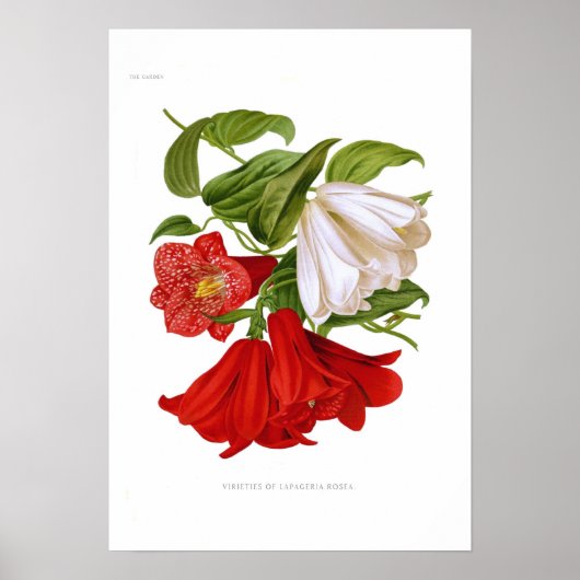 Lapageria rosea (Chileense bloem) Poster (Voorkant)