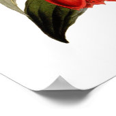 Lapageria rosea poster (Hoek)