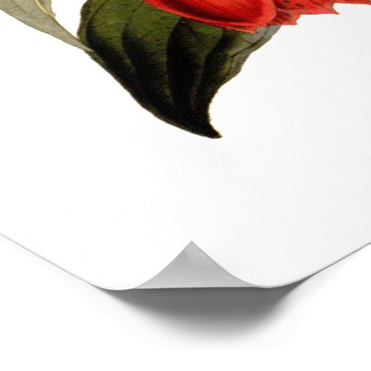 Lapageria rosea poster (Hoek)