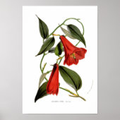 Lapageria rosea poster (Voorkant)