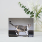 Lapjeskat op het balkon briefkaart (Staand voorkant)