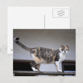 Lapjeskat op het balkon briefkaart (Voorkant / Achterkant)