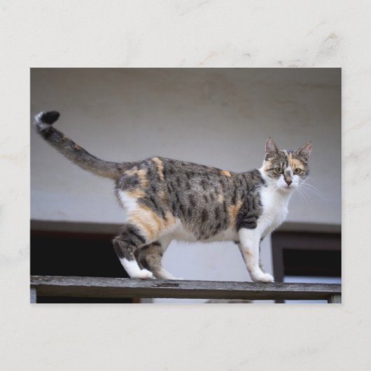 Lapjeskat op het balkon briefkaart (Voorkant)