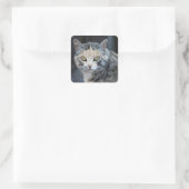 Lapjeskat Stickers (Tas)