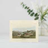 Lapland Long-pur, van Audubon's Birds of America Briefkaart (Staand voorkant)