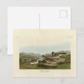 Lapland Long-pur, van Audubon's Birds of America Briefkaart (Voorkant / Achterkant)