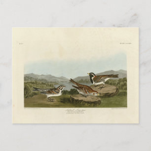 Lapland Long-pur, van Audubon's Birds of America Briefkaart