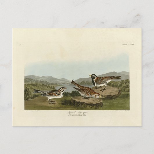 Lapland Long-pur, van Audubon's Birds of America Briefkaart (Voorkant)